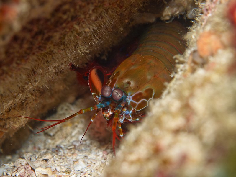 Smashing Mantis Shrimp, Seulako Cave